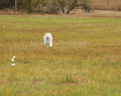 SCA2016_LURE COURSING-7351