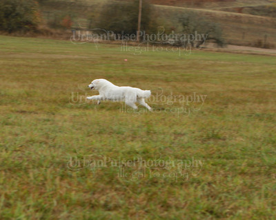 SCA2016_LURE COURSING-7684