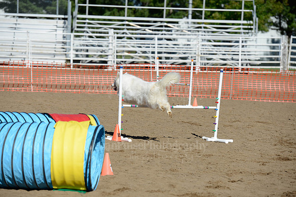 AGILITY-1947