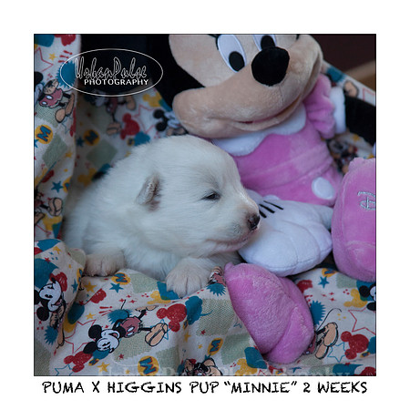 MINNIE_2WEEKS_3432