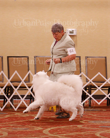 SCA2019 D BRED BY-9610