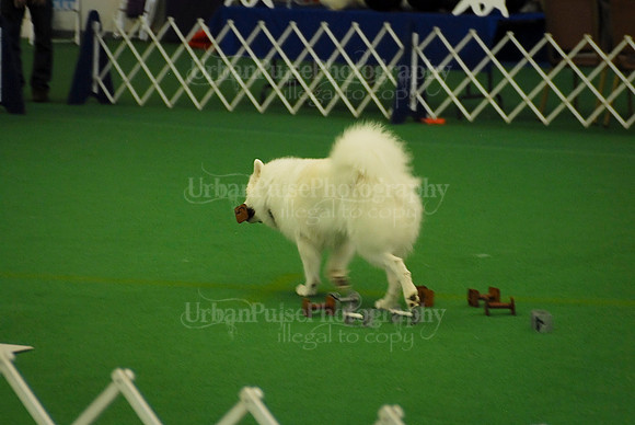 Obedience-2842