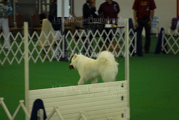 Obedience-2843