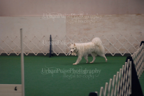Obedience-2846