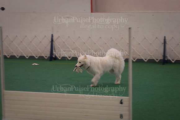 Obedience-2847