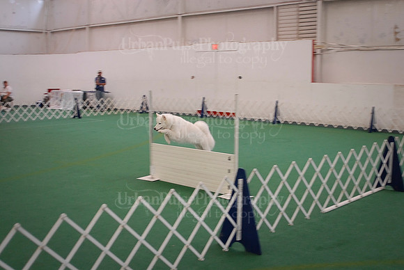 Obedience-2851
