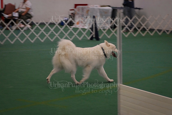 Obedience-2852