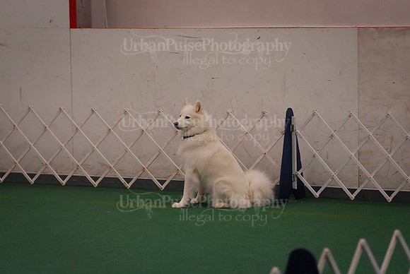 Obedience-2853