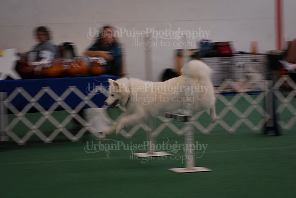 Obedience-2854