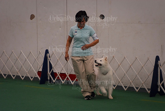 Obedience-2856
