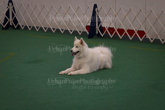 Obedience-2858
