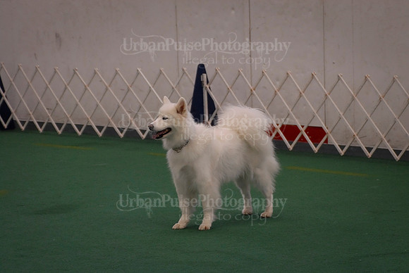 Obedience-2857