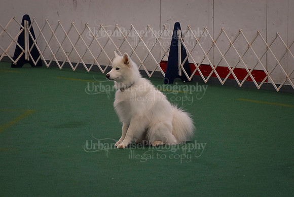 Obedience-2859
