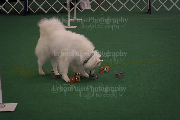 Obedience-2862