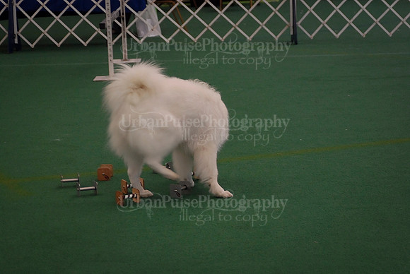 Obedience-2863