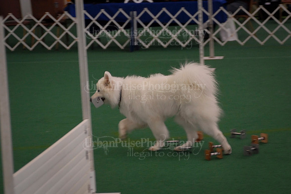Obedience-2864