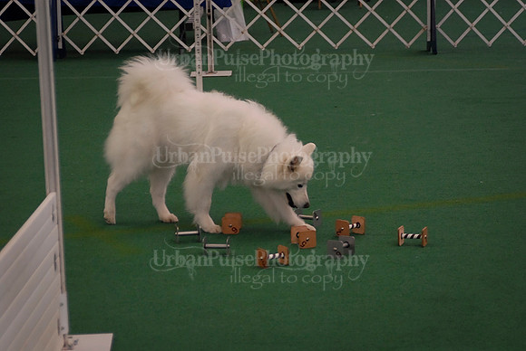 Obedience-2867
