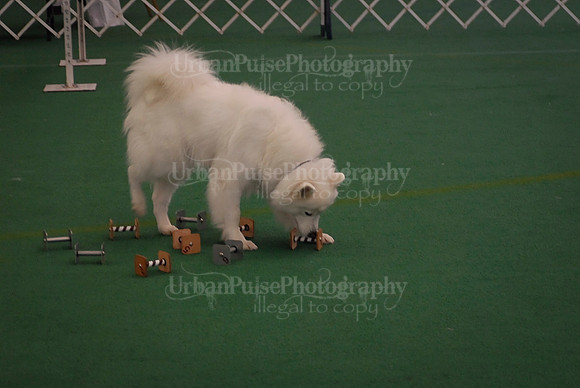 Obedience-2868