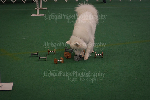 Obedience-2869