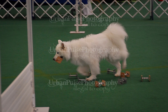 Obedience-2870
