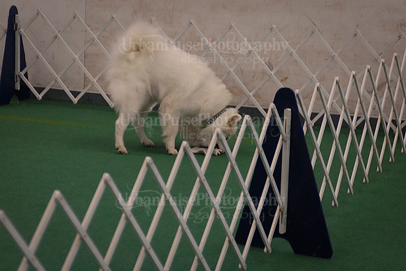Obedience-2872