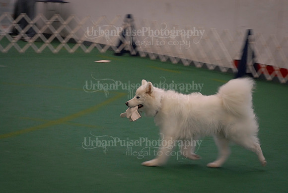 Obedience-2874