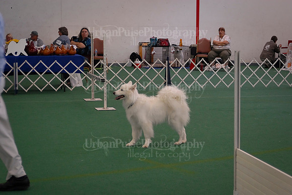 Obedience-2876