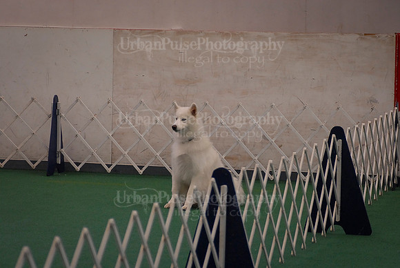 Obedience-2877