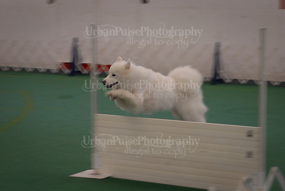 Obedience-2878
