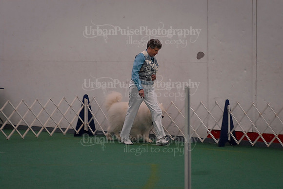 Obedience-2884