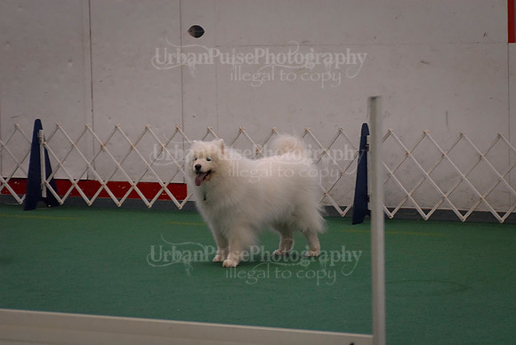 Obedience-2886