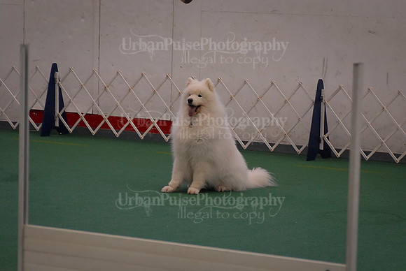 Obedience-2888