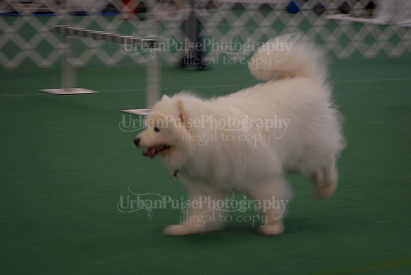 Obedience-2889