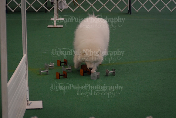 Obedience-2892