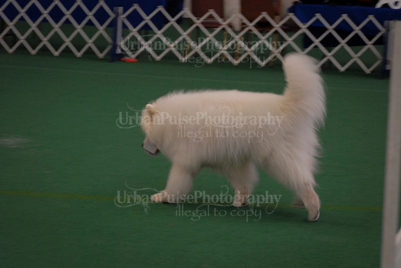 Obedience-2893
