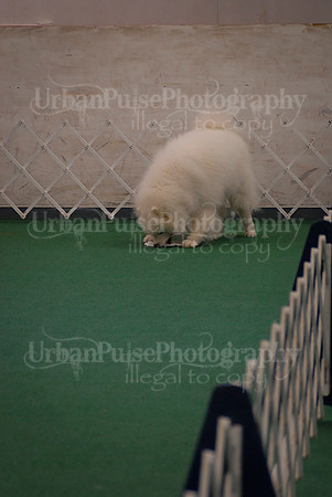 Obedience-2898
