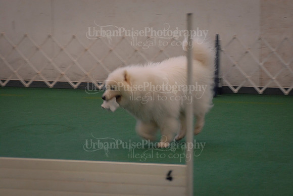 Obedience-2899