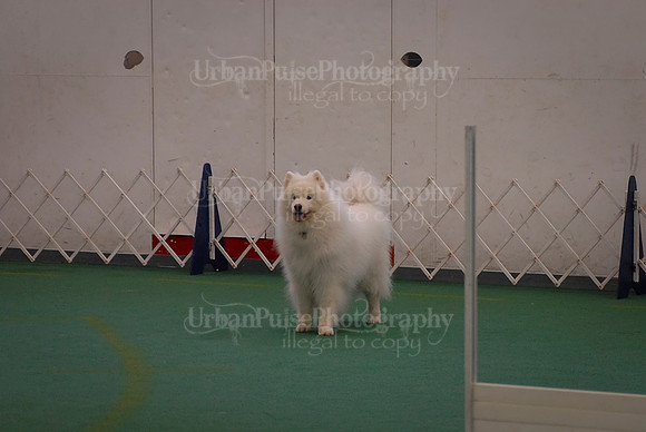 Obedience-2905