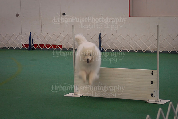 Obedience-2906