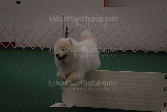 Obedience-2907