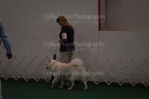 Obedience-2908