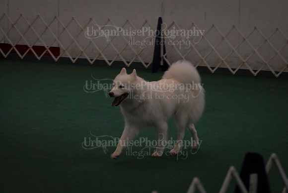 Obedience-2918