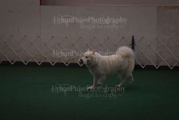 Obedience-2921