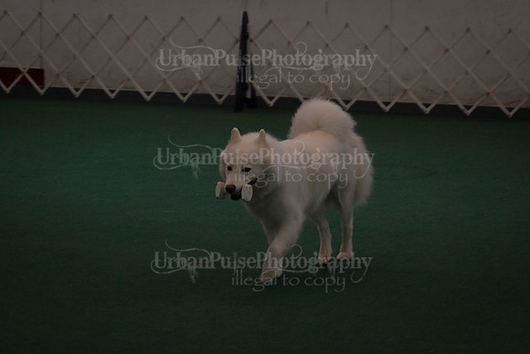 Obedience-2922