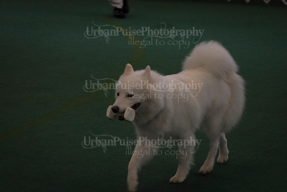 Obedience-2923