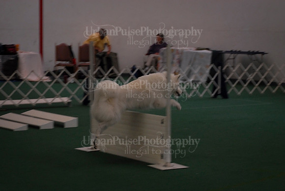 Obedience-2925