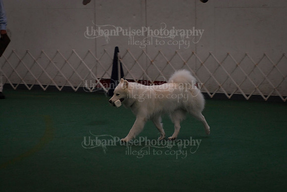 Obedience-2926