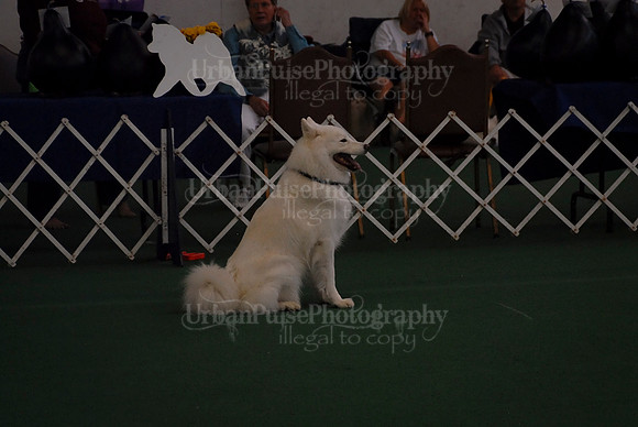 Obedience-2928