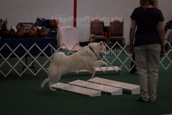 Obedience-2929