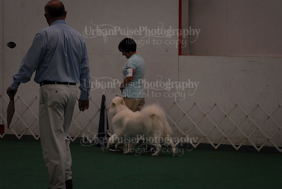 Obedience-2930